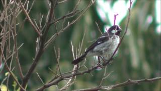 Bigodinho cantando na natureza [upl. by Ghassan]