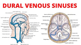 Dural Venous Sinuses [upl. by Samohtnhoj588]