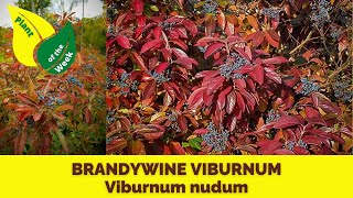 BRANDYWINE VIBURNUM  Viburnum nudum by Proven Winners [upl. by Lesslie740]