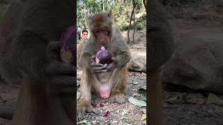 Seb 🍎🤣🤣🤣 animals funny moments 😹 😹 funny monkey shorts voicedub shortvideo [upl. by Senilec452]