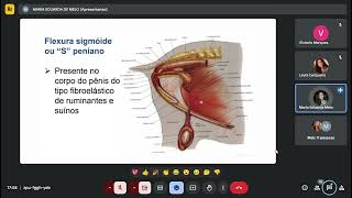 Monitoria fisiopatologia da reprodução  P1 [upl. by Fredi]