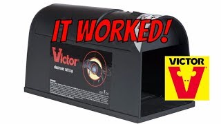 Victor Electric Rat🐀 Trap M240 WORKS 3 of 3 [upl. by Oirottiv]