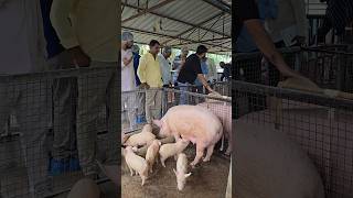 Pig Farming Business Training at Jangaon Telengana  Next Offline Training 10 to 12 November 2024 [upl. by Riane]