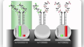 Illumina Infinium Assay An Overview [upl. by Risteau955]