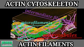 Cytoskeleton  Microtubules  Intermediate Filaments  Microfilaments [upl. by Demmer493]