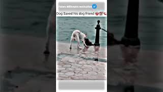 Dog saved his😭💔 motivational status motivation whatsappstatus youtube attitude [upl. by Meta562]