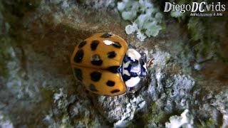 Harmonia axyridis  harlequin  Asian ladybeetle Coccinellidae [upl. by Anailuy722]