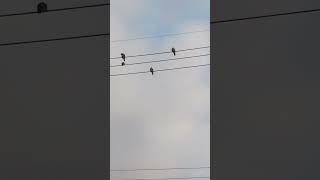 Birds over the wire [upl. by Nations]