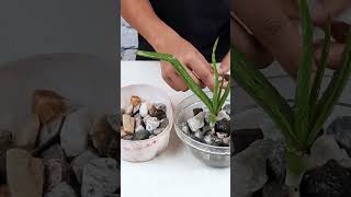 How to propagate Aloe Vera cutting in water Growing Aloe Vera In Watershorts [upl. by Adora432]