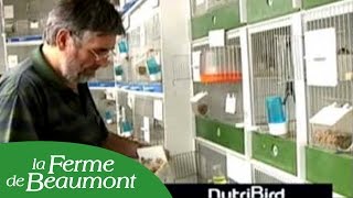 Verselelaga présente la gamme daliments Nutribird oiseaux  Ferme de Beaumont [upl. by Balfour]