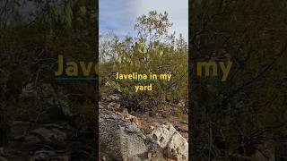 Javelina in my yard javelina desertlife collardpeccary [upl. by Novehc]