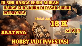 HARGA KURA KURA SULCATA DAN PARDALIS DI PASAR SUBUH JATINEGARA [upl. by Shum566]