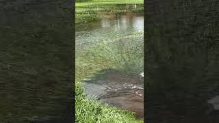 Hochwasser  Bayern nature [upl. by Feltie]