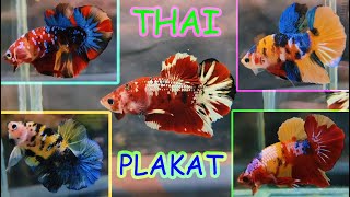 MOST BEAUTIFUL EXOTIC BETTA FISH CATLOUGE [upl. by Maharba448]