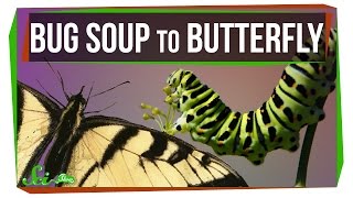 How Does Bug Soup Become a Butterfly [upl. by Adnac]