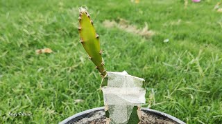 How to Grafting on Dragon Fruit Plants  dragonfruitplant pitaya [upl. by Ecallaw3]