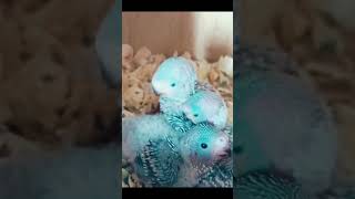 Budgies Mutation offsprings on the way must say Maa Sha Allah trendingshorts highlights reaction [upl. by Seravaj145]