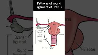 The ligament of uterus Round Ligament short uterus ligaments [upl. by Beeck]