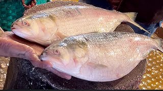 Popular Big Hilsa Ilish Fish Cutting Skills Live In Fish Market  Amazing Fish Cutting Skills [upl. by Noivad]