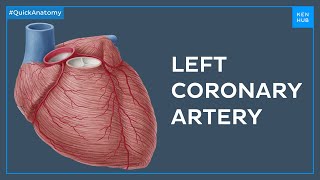 Left coronary artery and its branches  Quick Anatomy  Kenhub [upl. by Arras175]