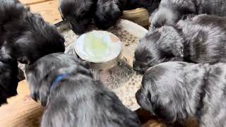 Hovawart puppies first meal on their own 10282024 [upl. by Walling]