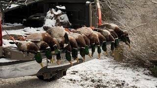 Upper Columbia River Duck Hunting ALL GREEN LIMITS [upl. by Rego]