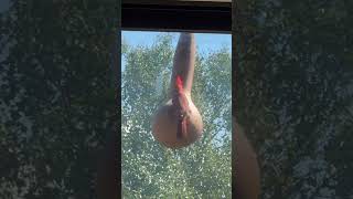 Cardinal bird in gourd bird feeder birds nature viralvideo viralshorts garden bird cardinal [upl. by Annahsed]