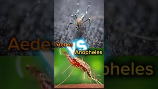 11 Aedes vs anopheles comparison mosquito aedes anopheles [upl. by Aldercy]