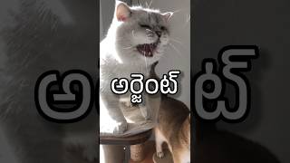 Urgentuu 😃 shorts ytfunny comedy animalfundub ytfunny asalainahasyam [upl. by Richardson748]