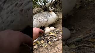 peahen eggs hatching shorts [upl. by Lletnohs]