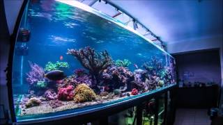 Life of Corals through time lapse [upl. by Diego]