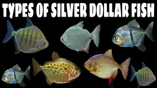 5 Different Types Of Silver Dollar Fish [upl. by Natalina869]