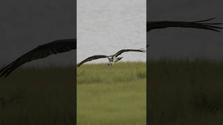 Osprey picking up nesting material  shorts wildlife birds ospreynest canonr3 ospreys [upl. by Anirod620]