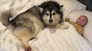 Alaskan Malamute Protecs Baby With Her Life Cutest Ever [upl. by Matti188]