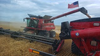 Millennial Farmer STOLE Welkers Case Combine Optimus Bine [upl. by Prentice]