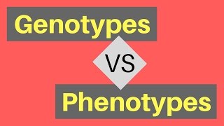 Genotype vs Phenotype  Understanding Alleles [upl. by Adnolor220]