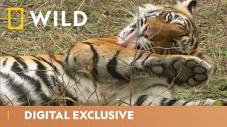 India’s Tiger Kingdom  Asia’s Wild Secrets  National Geographic Wild UK [upl. by Rahal]