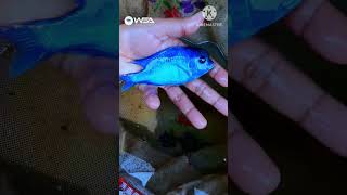 Malawi Blue Dolphin  Cyrtocara Moorii  Cichlid Breeding Farm [upl. by Nahem]