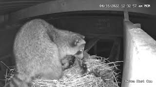 Raven Nest Cam Racoon eating eggs [upl. by Kaliski]