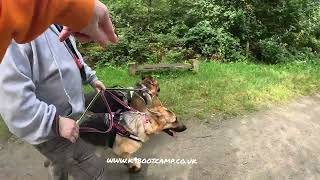 GSDs Gwynn amp Erin lead manners for everyone [upl. by Havot]