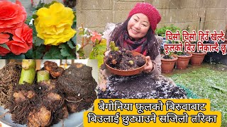 How to save and store Begonias bulb in winter  Nepali Gardening Vlog [upl. by Snave]