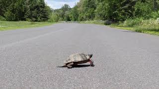 Turtle Crossing the Road [upl. by Akceber]