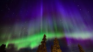 The sky is alive shorts aurora canada northernlights [upl. by Greggory]