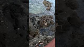 Jigged my first Octopus fishing fishingvideo fish bermuda octopus jigging [upl. by Aihpos]