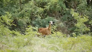 Farmer relieved after missing sheep found [upl. by Greenfield]