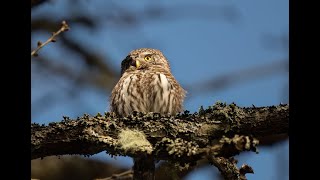 The Pygmy Owl lortopalt 185 Sparvuggla [upl. by Domenic]