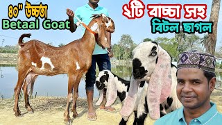 বিটল ছাগল Beetal 40quot Hight। ২টি বাচ্চা সহ বড় সাইজের বিটল ছাগল। হরিয়ানা। ক্রস বিটল ছাগলের দাম জানুন [upl. by Aspia406]