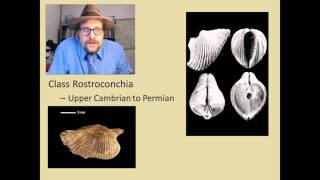 What are the major groups of fossil Molluscs [upl. by Krauss107]