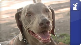 Doglopedia  Weimaraner [upl. by Alleyne797]