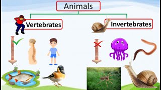 vertebrates and invertebrates for kids vertebrates invertebrates etoddlers [upl. by Yffat796]